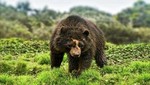 SERNANP fortalece técnicas de monitoreo del oso andino en el Santuario Histórico de Machupicchu