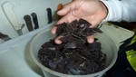 Inspectores del Ministerio de la Producción decomisan 1.5 kilogramos de carne de delfín en restaurante del Callao