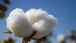 Presentan plan de competitividad del algodón de Piura para la campaña 2013 - 2014