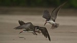 Nuevo récord de observación de aves en área turística del Parque Nacional del Manu
