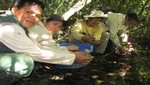 SERNANP: Guardaparques liberan más de 900 crías de taricayas al interior de la Zona Reservada Sierra del Divisor
