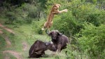 Búfalo salva a su compañero de ser devorado por los leones [VIDEO]