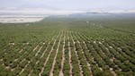 MINAGRI pone en marcha programa de innovación agraria de US$ 180 millones para modernizar el campo