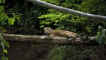 Parque Nacional del Manu es reconocido como mejor destino de naturaleza en importante feria internacional