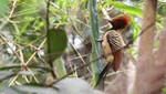 Observación de aves en Brasil permite conocer más de 500 especies