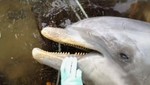 Inspectores intervienen embarcación pesquera y descubren dos delfines muertos