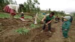 Seguro Agrícola Catastrófico cubrirá 349,443 hectáreas en ocho regiones