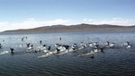 Santuario Nacional Lagunas de Mejía y la Reserva Nacional de Salinas y Aguada Blanca, escenarios del segundo Big Day Perú