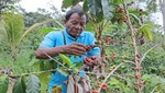 Se inicia implementación de Plan Nacional de Renovación de Cafetales con S/. 35 millones