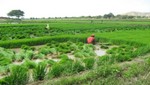 Productores de arroz de Piura afectados por retraso de lluvias son indemnizados por Seguro Agrícola