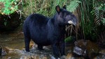 Un hábitat deteriorado está causando la progresiva extinción de los tapires en el Perú