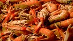 Exportación de langostinos mantuvo tendencia creciente en los últimos 11 años
