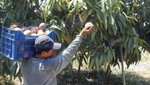 Departamento de Piura registró producción récord de mango