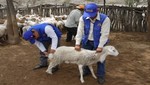 Se ejecutó acción sanitaria para proteger animales de los cambios climáticos en el norte