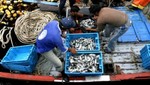 Sector Pesca se incrementó en 18,16%