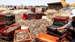 Incautan 327 toneladas de residuos de recursos marinos que eran secados a la intemperie en Piura