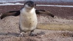 El Pingüino de Humboldt es una especie en peligro de extinción y protegida por el Estado Peruano