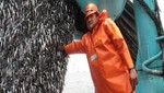 Produce suspende extracción de anchoveta en tres zonas del litoral