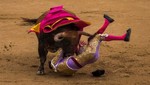 España: Corrida cancelada después que tres toreros fueran corneados [VIDEO]