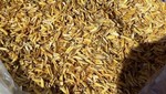 Producción de arroz cáscara aumentó en 33,2%