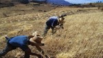 Producción agropecuaria creció 1,3% entre enero-mayo de este año