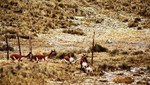 Primer Chaccu en la Reserva Paisajística Nor Yauyos Cochas