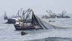 Incautan a embarcaciones industriales 226 toneladas de anchoveta juvenil