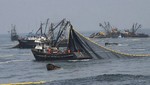 Autorizan pesca exploratoria de anchoveta en tres áreas específicas del litoral peruano