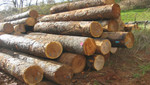 Se anuncia paquete de medidas para promover el desarrollo del sector forestal