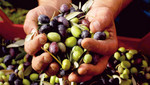 CONCYTEC promueve foro internacional sobre últimas investigaciones en producción y comercialización del olivo en Tacna