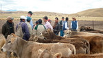 Ganaderos de Puno podrán incrementar producción de leche en 100% en un período de cinco años