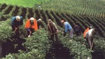 Sector Agropecuario creció por segundo mes consecutivo