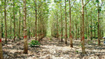 Promulgan norma que impulsará las plantaciones forestales para lograr los primeros US$ 1,000 millones en exportaciones del sector