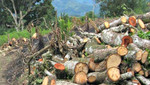 Titulación de tierras de comunidades nativas contribuirá a la lucha contra la tala ilegal