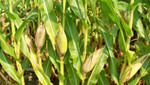 Producción de maíz amarillo duro se incrementó en 7,1% durante el mes de setiembre