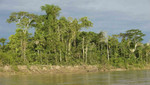 Perú tiene potencial de exportación de US$1,500 millones solo con producción en concesiones forestales sostenibles