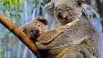 Exigen protección de koalas en Australia