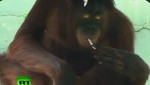 Video: Orangutanes fuman en zoológico de Indonesia