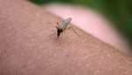 EsSalud advierte sobre la picadura de insectos durante el verano