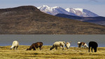 En Arequipa suscriben convenio para beneficio de asociaciones productivas en la Reserva Nacional Salinas y Aguada Blanca