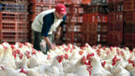 Producción de aves aumentó en 7,1%