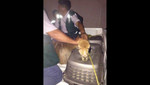 MINAGRI dispone sanción para funcionarios que intervinieron de manera negligente a la vicuña 'Canela'