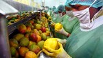 Producción de mango se incrementó en 64,8%