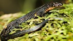Nueva especie de lagartija para la ciencia es registrada en el Santuario Histórico de Machupicchu