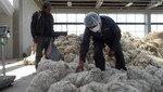 Acopian 38 mil kilogramos de fibra alpaca y ovino en la planta de Pallpata, Espinar