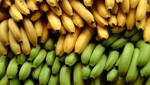 Exportación de plátano se incrementó en 576% entre el 2005 y 2014