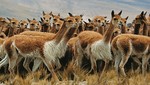 Se inició tradicional Chaccu en la Reserva Nacional Pampa Galeras