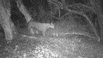 Cámaras trampa captan imágenes de especies de fauna altoandina en el Parque Nacional Huascarán