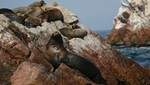 SERNANP anuncia concurso para componer himno de la reserva nacional de Paracas