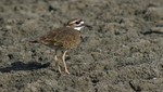 Guardaparques del SERNANP registran dos nuevas especies de aves para la Reserva Nacional del Titicaca